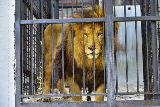 leone in carcere - lion africa undomesticated cat portrait foto e immagini stock