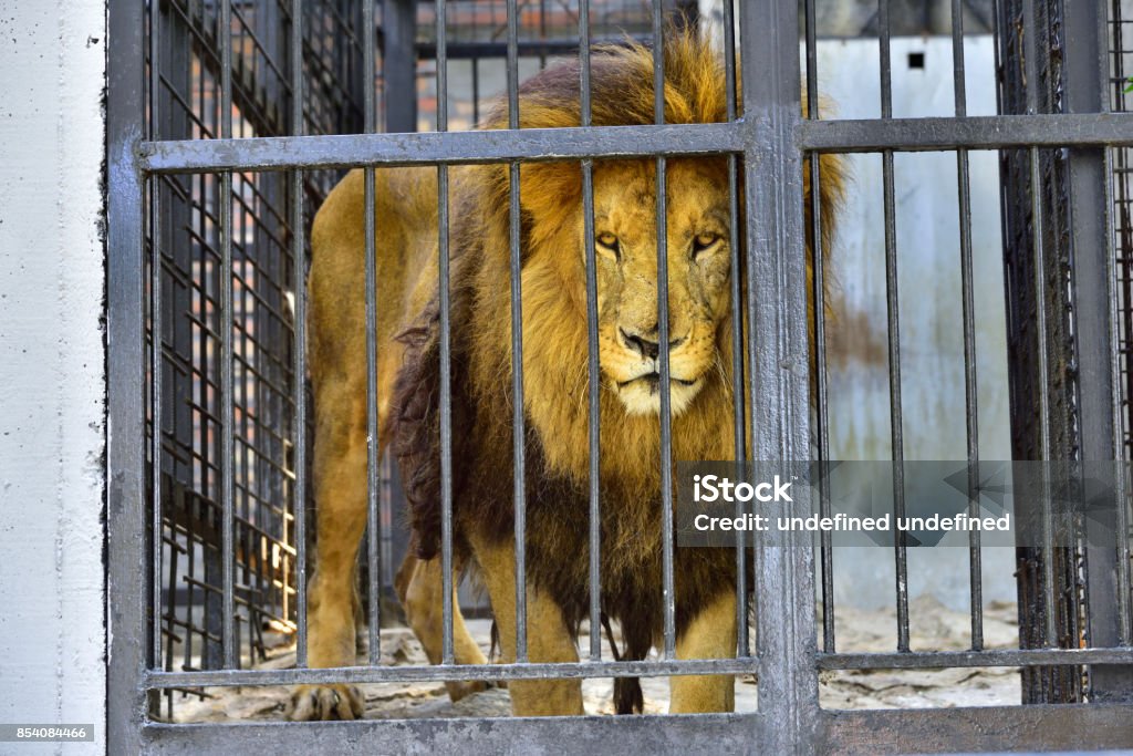Lion in prison Lion - Feline Stock Photo