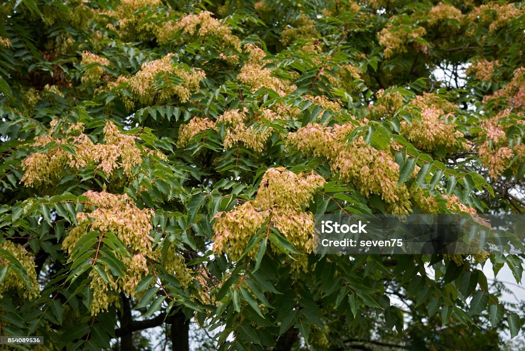 Götterbäume altissima - Lizenzfrei Ast - Pflanzenbestandteil Stock-Foto