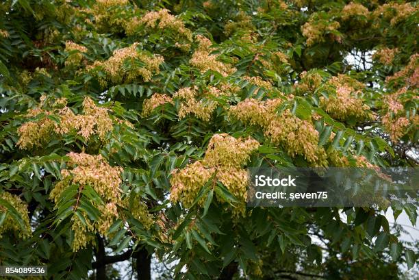 Götterbäume Altissima Stockfoto und mehr Bilder von Ast - Pflanzenbestandteil - Ast - Pflanzenbestandteil, Baum, Blatt - Pflanzenbestandteile