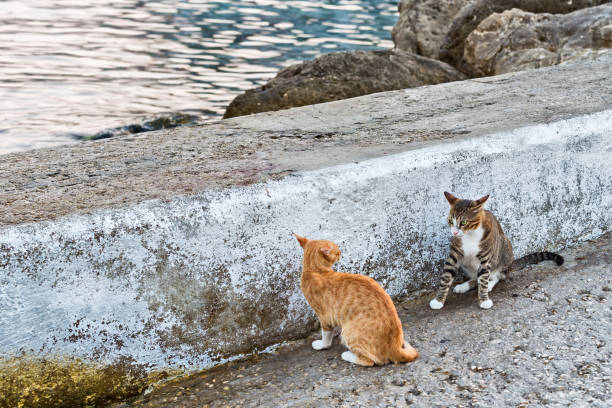 Cat Castigation 7,900+ Cats Fighting Stock Photos, Pictures & Royalty-Free Images - iStock