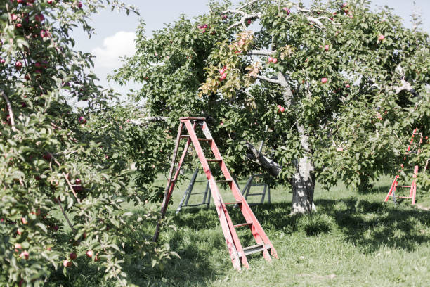 istock Ripe Apples in Orchard ready for harvesting 854094132