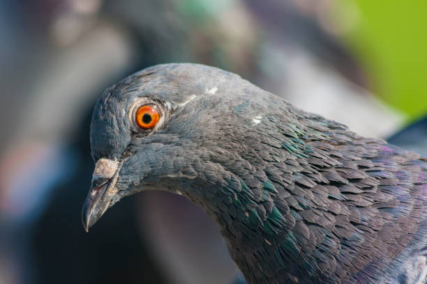 istock Closeup of a pigeon 854094538
