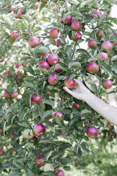 istock Hand of a man picking an apple in a tree 854094578