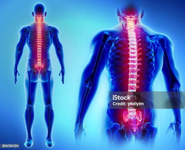 Illustrazione 3d Di Spine Concetto Medico - Fotografie stock e altre immagini di Scheletro Umano - Scheletro Umano, Spina dorsale - Parte del corpo, Tridimensionale