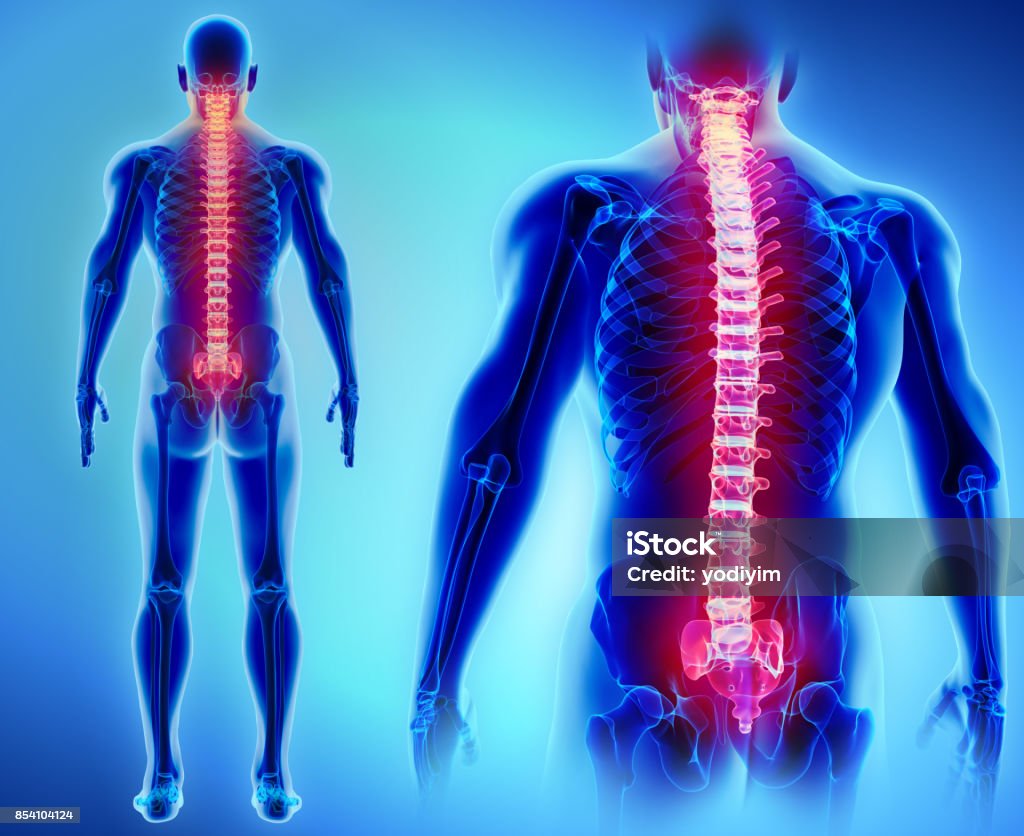 3D illustration of Spine, medical concept. 3D illustration of Spine - Part of Human Skeleton. Human Skeleton Stock Photo