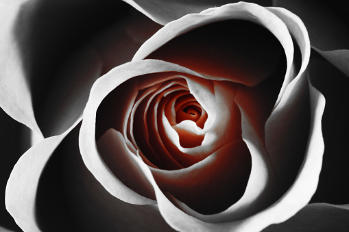 Rose photographed made black/white and selectively recolored.