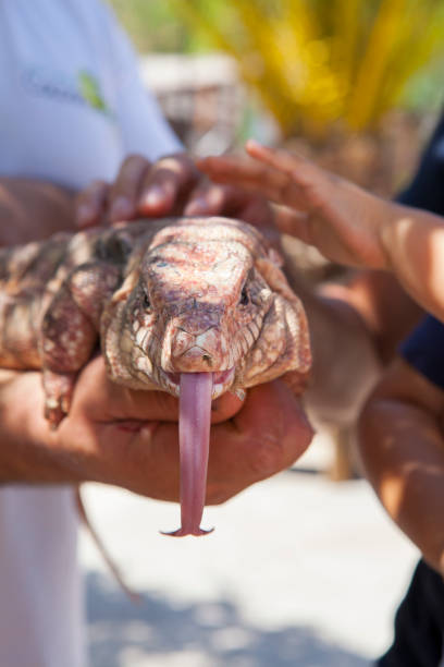 istock Tegu Argentino - Giant lizard hold in hands 854110428