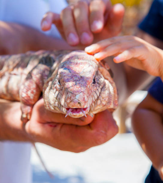istock Tegu Argentino - Giant lizard hold in hands 854110478