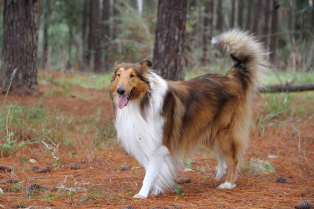 istock puppy collie on the beach pet friendly 854114394