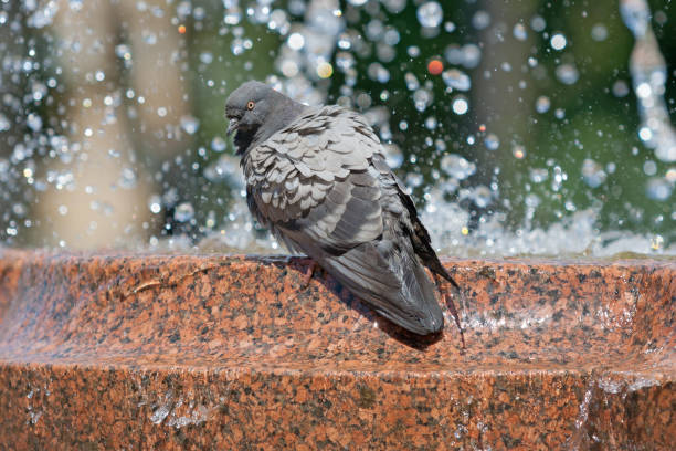 istock Pigeon and Fountain 854115278