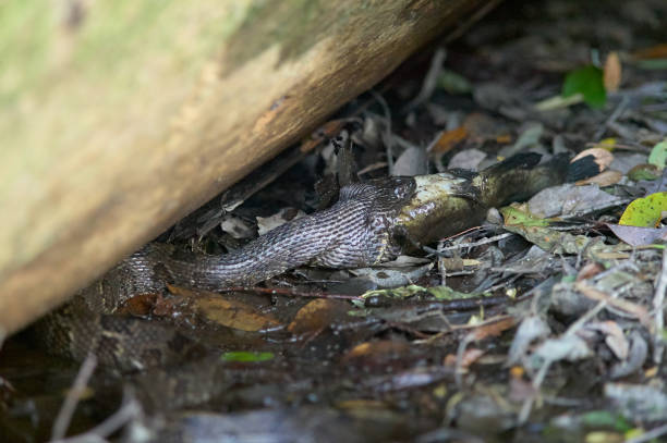 istock Water moccasin snake catching fish in swamp 854115418