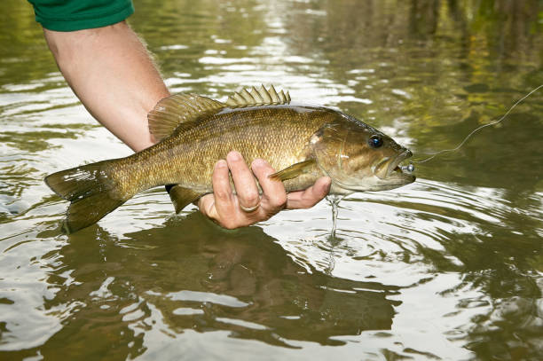 pescador mostrando un bajo recién pescado - smallmouth bass fotos fotografías e imágenes de stock