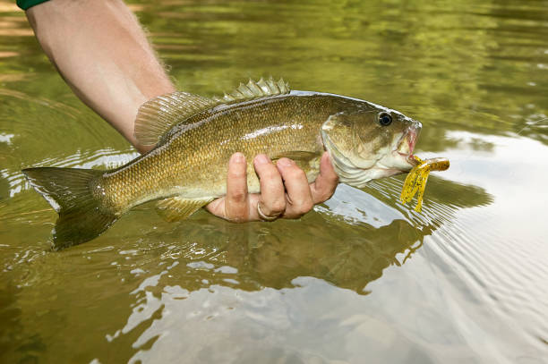 close-up em um fresco smallmouth bass - smallmouth bass fotos - fotografias e filmes do acervo