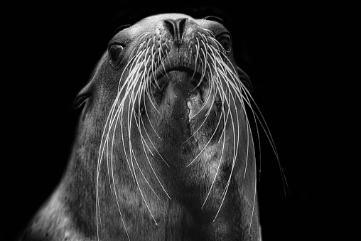 Close-up portrait of a Sea lion