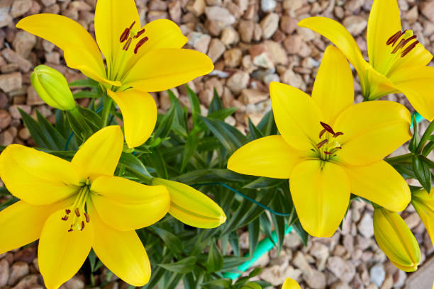 istock Close up of yellow lillies 854120818