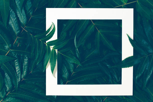 istock Creative layout made of leaves with white frame. Top view, flat lay. 854122020