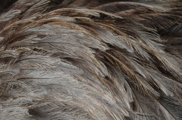 istock gray-brown feathers of a rhea 854125168