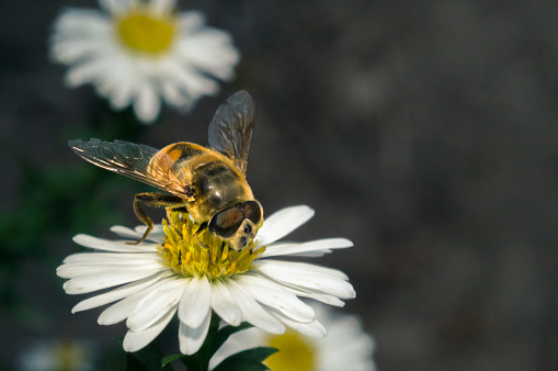 blossom white flower with bee in the garden in springtime summer with sun shine