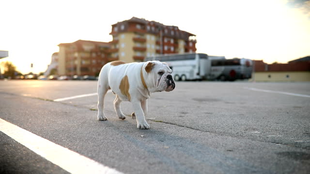 Lost bulldog puppy on parking lot