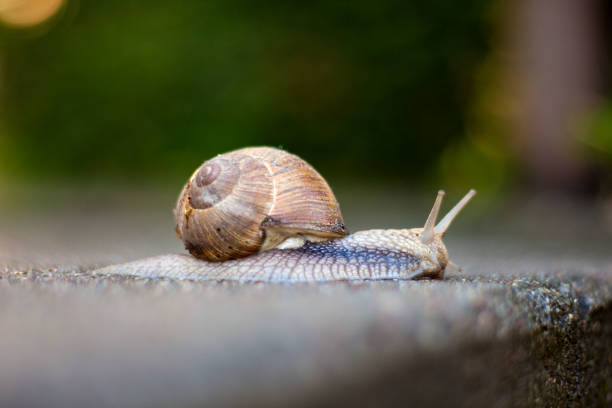 istock Roman snail on a blurred background 854125720