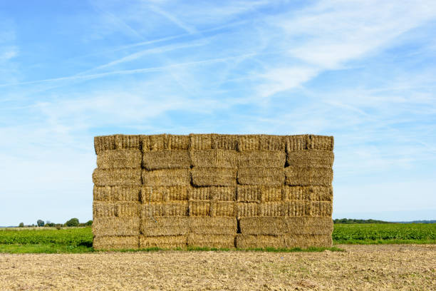 istock A wall of rectangular bales of straw stacked in a field 854125808