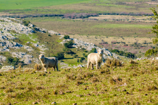 istock Sheeps at Countryside, Maldonado, Uruguay 854126168