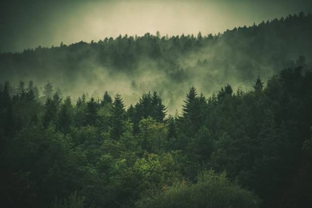 istock Forest Hills Covered by Fog 854128466