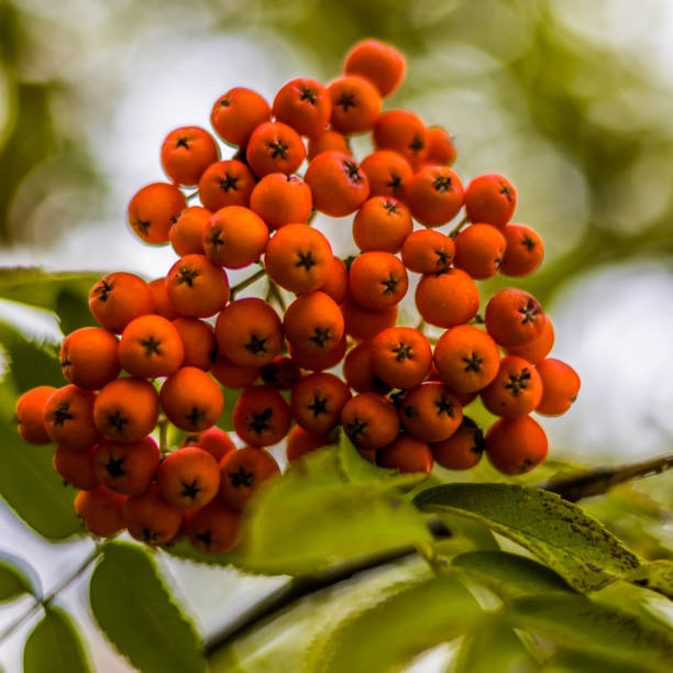 istock Ripe berries on the rowan tree on autumn 854129080