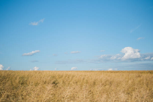 istock Cereal plant field with blue sky in a sunny summer day before harvesting 854129472