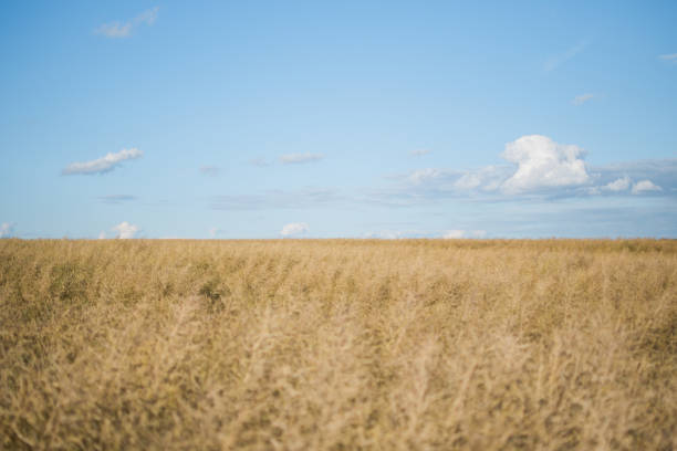 istock Cereal plant field with blue sky in a sunny summer day before harvesting 854129830