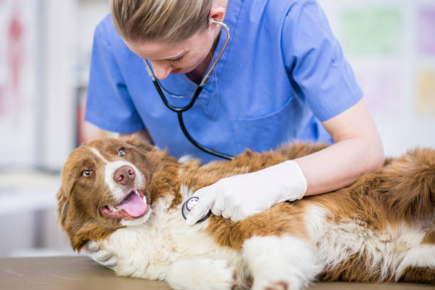 utilizando un estetoscopio - pets dog office vet fotografías e imágenes de stock