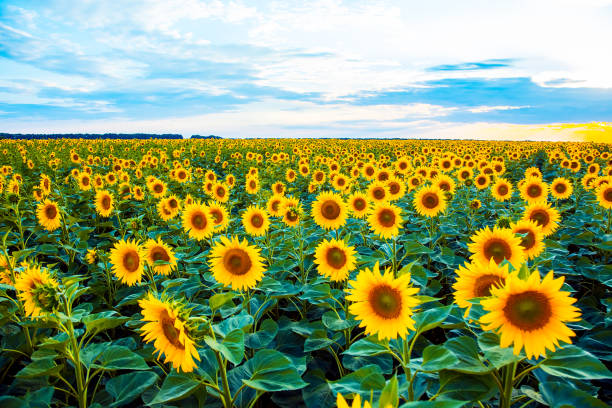 Sunflower field stock photo