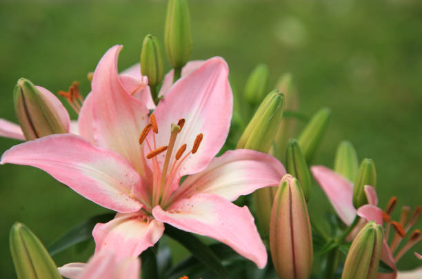 istock Pink lily flower bloom 854134928