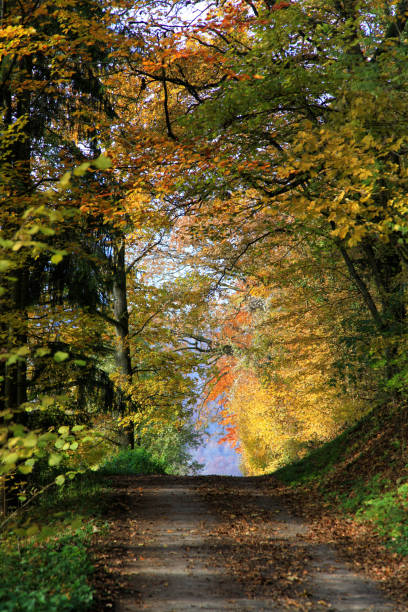 istock Autumnal country road through the forest 854135322