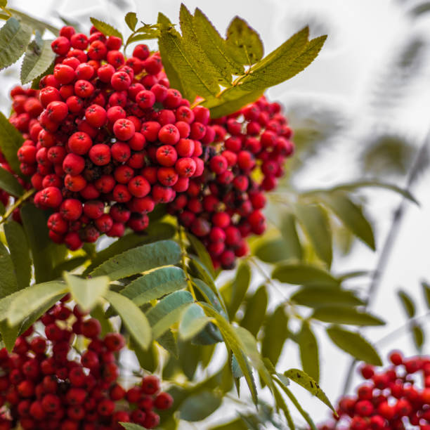 istock Ripe berries on the rowan tree on autumn 854135620