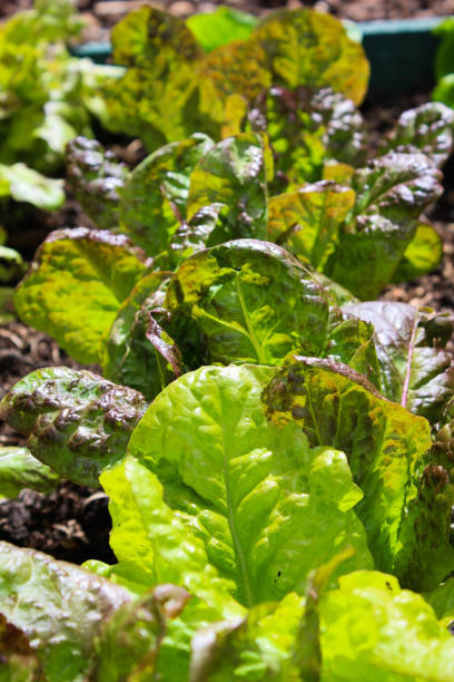istock Lettuce leaves growing on the farm 854140068