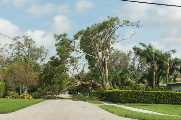 istock Aftermath of Hurricane Irma in Miami, Florida 854152516
