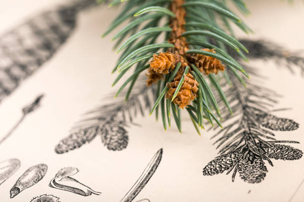 Pine cones and coniferous branch in old book