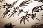 Cannabis in antique book