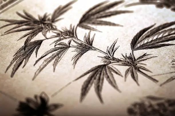 Photo of Cannabis in antique book