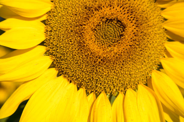 istock Close up of sunflower bloom 854161592