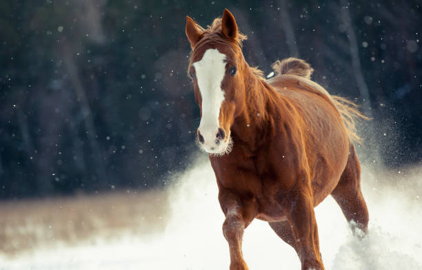 istock Cute horse running fast 854164688