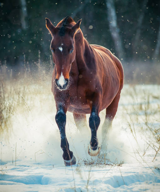 istock Horse and winter 854164718