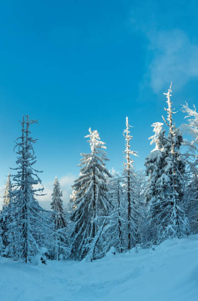 istock Winter Carpathian Mountains landscape. 854165696