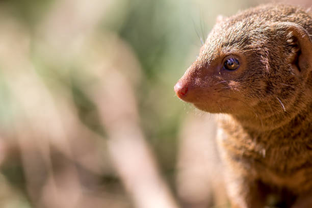 istock Dwarf mongoose. African wildlife with small mammal in close up 854165826