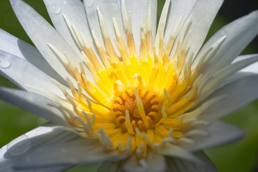 Close-up pollen lotus Blurred or blurry soft focus, Beautiful lotus macro underexposure or low light