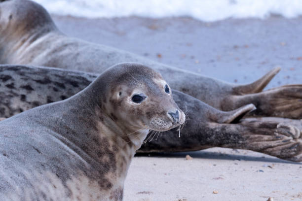 istock cute seal on the beach close up 854169542