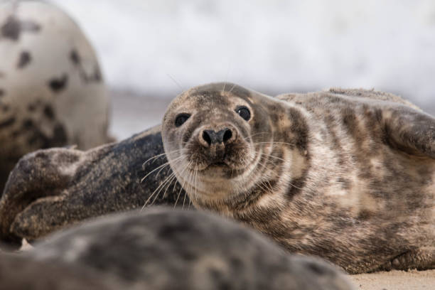 istock cute seal on the beach close up 854169606