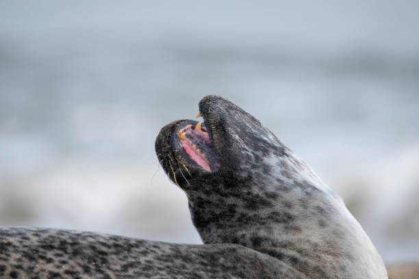 istock cute seal on the beach close up 854169616